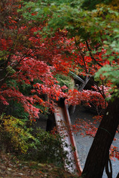 紅葉すべりだい