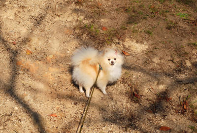 こがらし