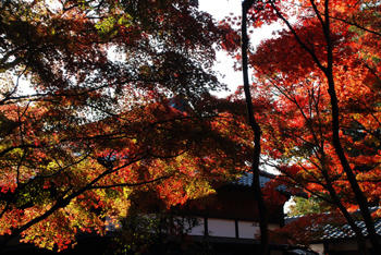 紅葉