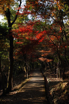紅葉街道