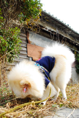 巨大ポメ