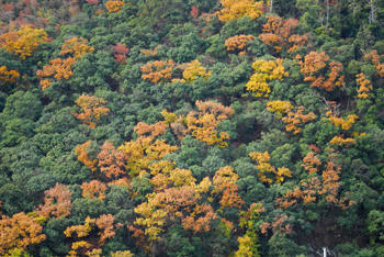 山の紅葉