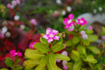 お花