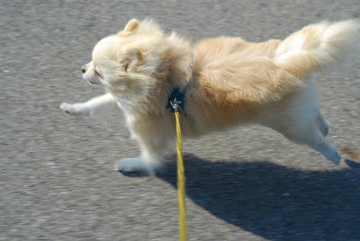 ふさふさ