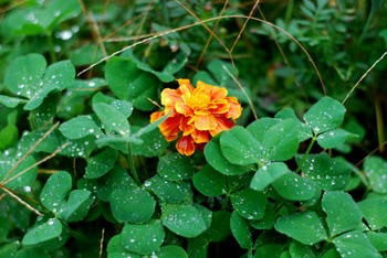 雨粒と花