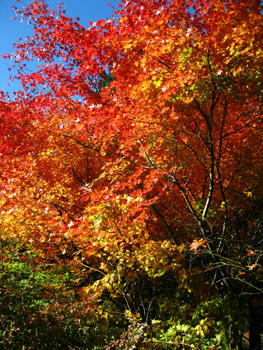 紅葉