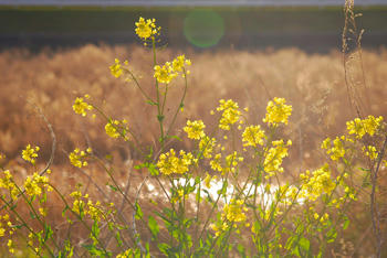 菜の花が夕陽で綺麗