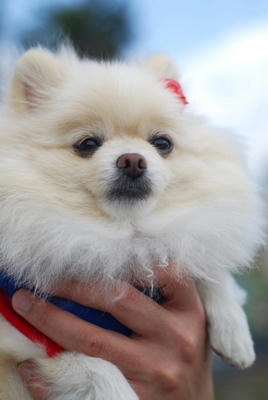 手乗りポメ