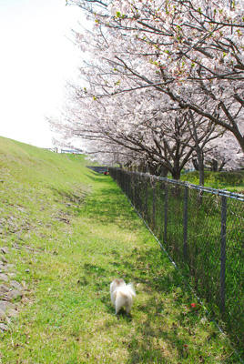 うららかな陽気