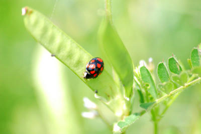今日のテントウムシ
