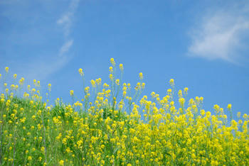 菜の花