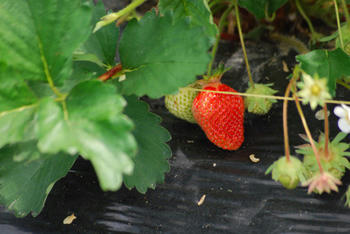 いちご