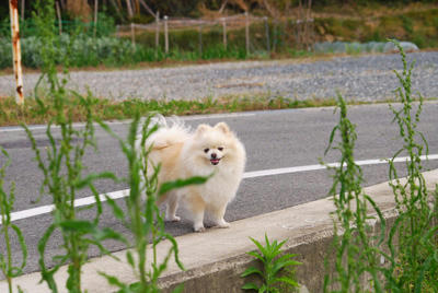 帰ろう