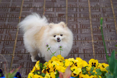 花とポメ