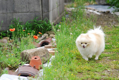 花とポメ