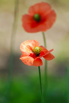 花～