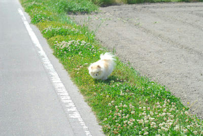 暑い