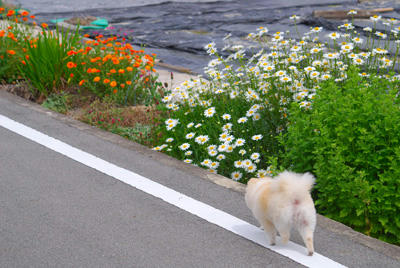 てくてく