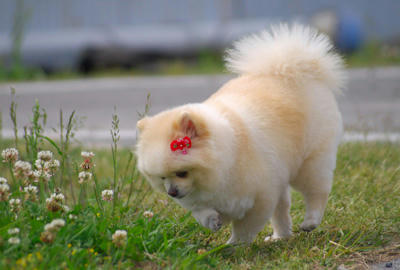 ポメ