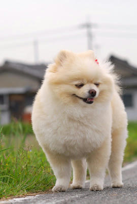 どっしり