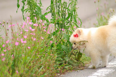 くんすか