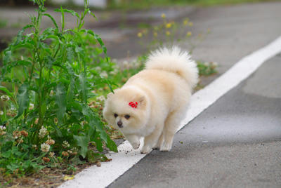あざーす
