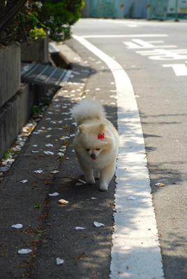 のしのし