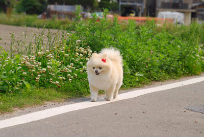 のしのし