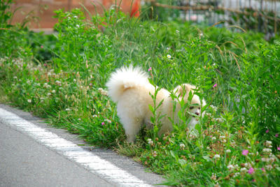 ひそみんこ