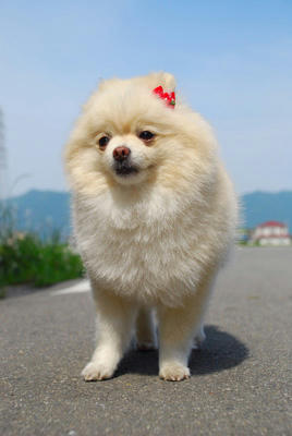 まえポメ