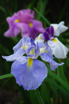 菖蒲