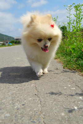 あじぃ