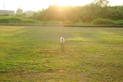 夕陽