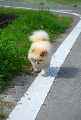 とことこ