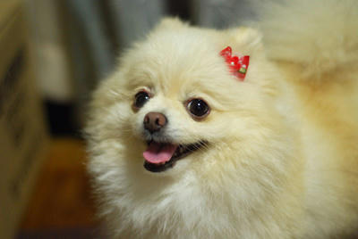 ふんだ