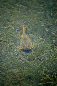 カブトエビ