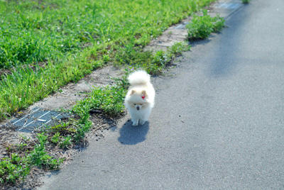 とことこ