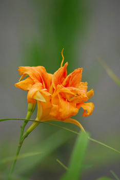 かれた花