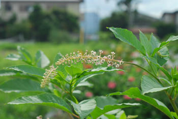 草？花？