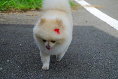あつあつぅ