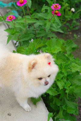 花とポメ