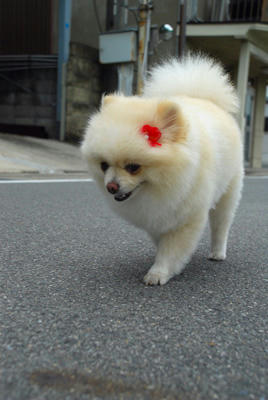 のしのし