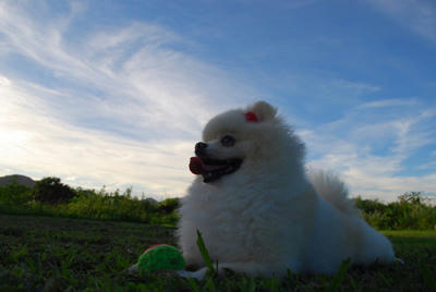 ふう