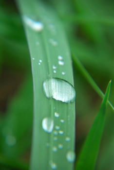 雨粒
