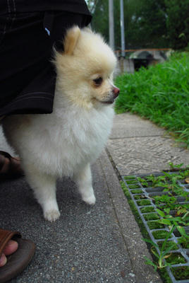 かんそくポメ