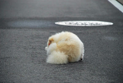 まんまる