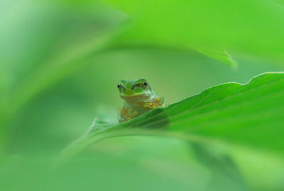 カエル