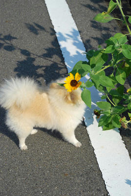 ひまわりポメ