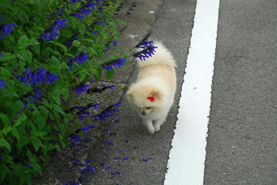 花ポメ