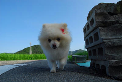 のしのし